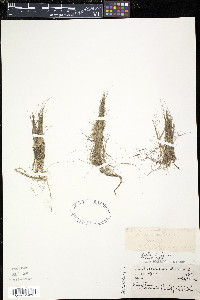 Eleocharis elliptica image