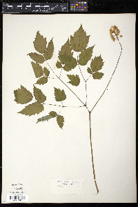 Actaea rubra image