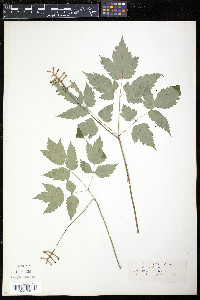 Actaea alba image