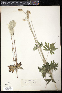 Anemone cylindrica image