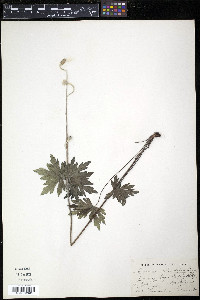 Anemone cylindrica image