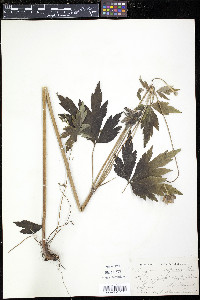 Anemone riparia image