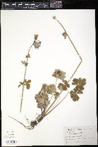 Aquilegia vulgaris image