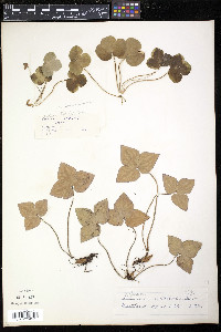 Anemone acutiloba image
