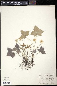 Anemone acutiloba image