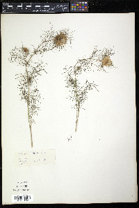 Nigella damascena image