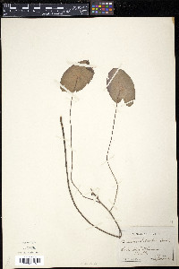 Brasenia schreberi image