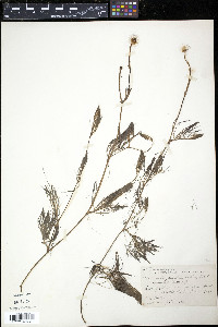 Ranunculus delphinifolius image