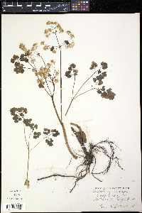Thalictrum dioicum image