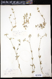 Cerastium fontanum subsp. vulgare image