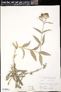 Dianthus barbatus image