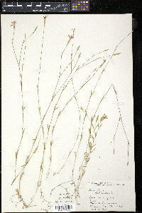 Dianthus deltoides image
