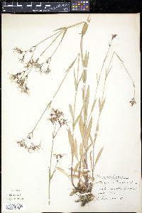 Silene flos-cuculi image