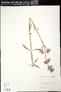 Silene viscaria image