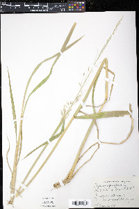 Zizania aquatica image