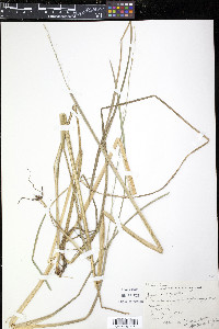 Zizania palustris image