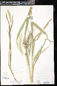 Pennisetum glaucum image