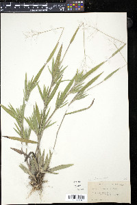 Panicum villosissimum image