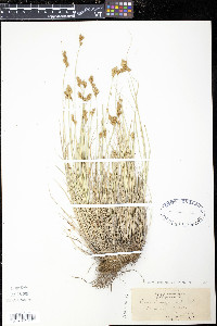 Carex crawfordii image
