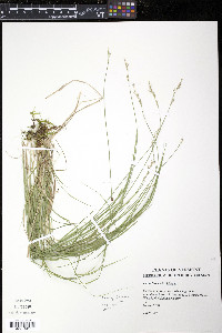 Carex bromoides image