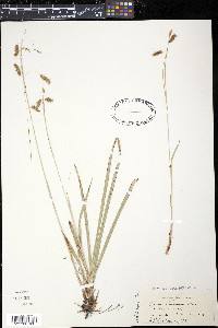 Carex castanea image