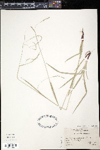 Carex arctata image