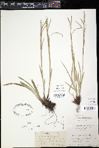 Carex arctata image