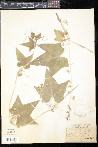 Echinocystis lobata image