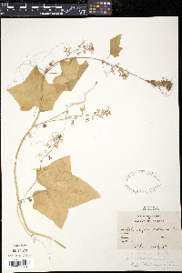 Echinocystis lobata image