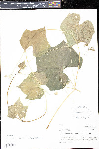 Echinocystis lobata image