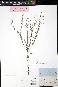 Epilobium leptophyllum image