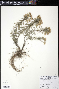 Ionactis linariifolia image