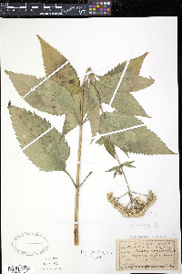 Eutrochium purpureum image