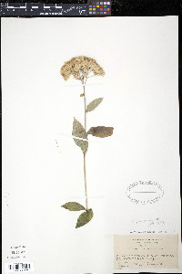 Eutrochium purpureum image