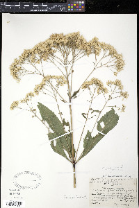 Eutrochium purpureum image