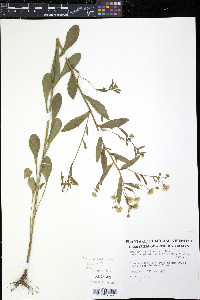 Erigeron strigosus var. septentrionalis image