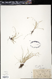 Carex deflexa image