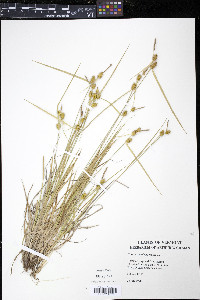 Carex cryptolepis image