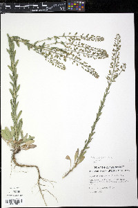 Lepidium campestre image