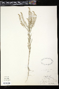 Lepidium densiflorum image