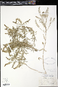 Lepidium densiflorum image