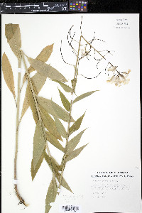 Hesperis matronalis image