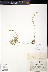 Draba incana image
