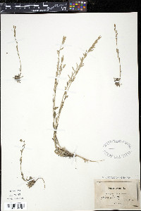 Draba incana image