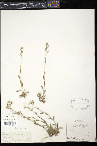 Draba arabisans image
