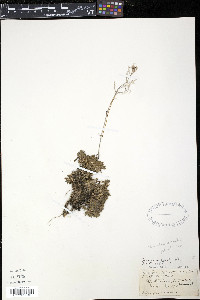 Draba arabisans image