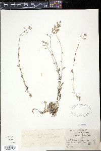 Draba arabisans image