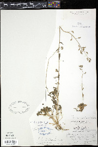 Draba arabisans image