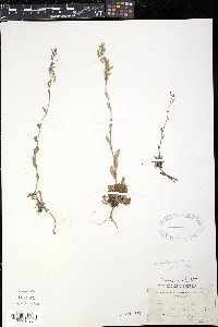 Draba arabisans image