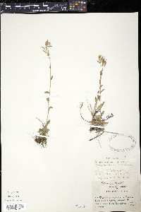 Draba arabisans image